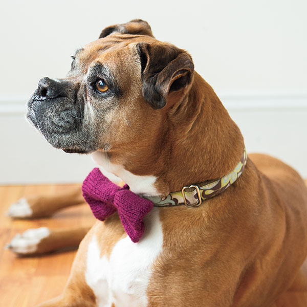 Fancy Puppers Tie by Stacey Winklepleck from knitpicks.com