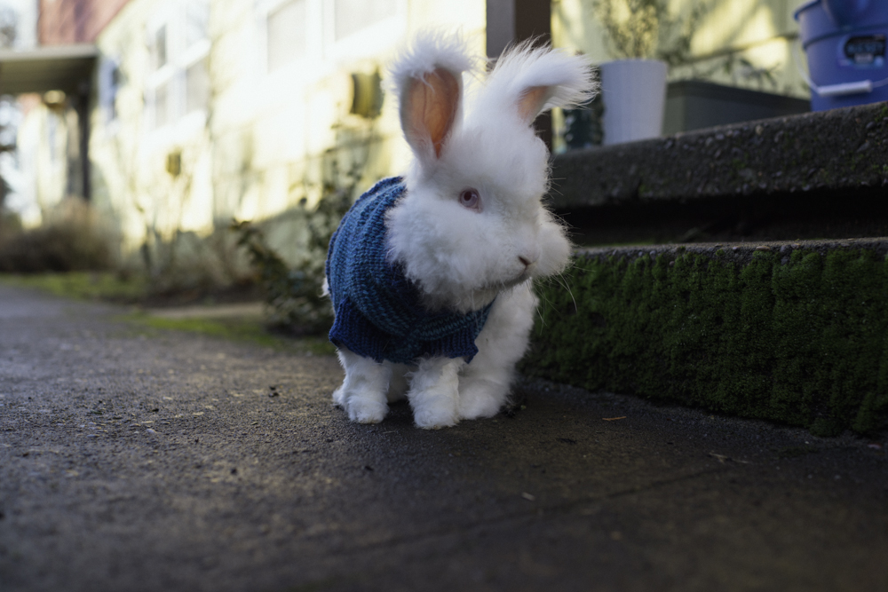 sweater for rabbit